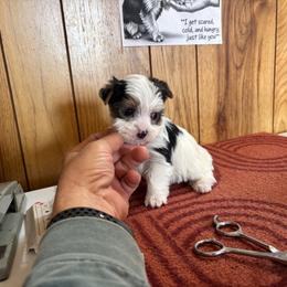 Boy 3 - Parti male Yorkshire Terrier puppy in Bear Creek, North Carolina from Yorkie Time