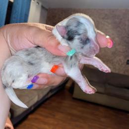 Rottweiler and Shetland Sheepdog Puppies from Mountain High Kennels