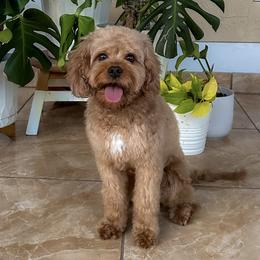 Bailey - Cavapoo