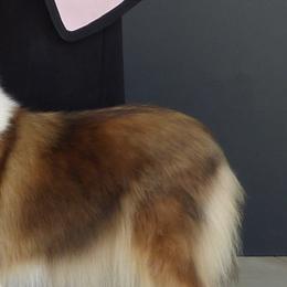 Collies from Tapestry Collies