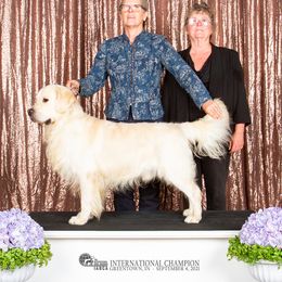 Taz - Golden Retriever