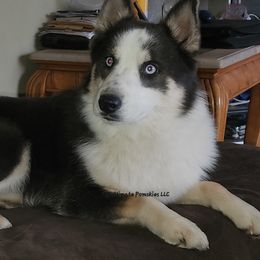 Jamie - Pomsky
