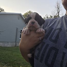 Baker - Brindle male Boxer puppy in Billings, Missouri from Azaleas Euro Boxers & Boston Terriers