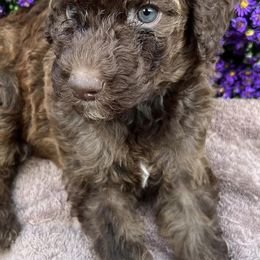 Poodles from Poocrew