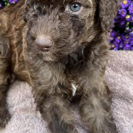 Poodles from Poocrew