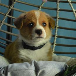 Boy 4 - Pembroke Welsh Corgi puppy in Gig Harbor, Washington from Pacific Northwest Pembroke Welsh Corgis