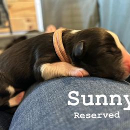 Sunny - Black and white female Border Collie puppy in Franklin, Maine from Broad Meadow Borders