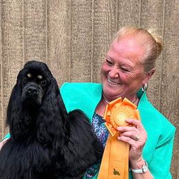 Siri - Cocker Spaniel