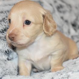 Beau - Red male Dachshund puppy in Texas from Sparkles & Spurs Mini Dachshunds