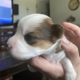 TBD - Parti Yorkshire Terrier puppy in Raytown, Missouri from The Yorkie Playpen