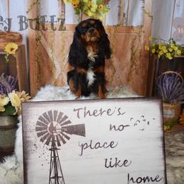 Lee - Cavalier King Charles Spaniel
