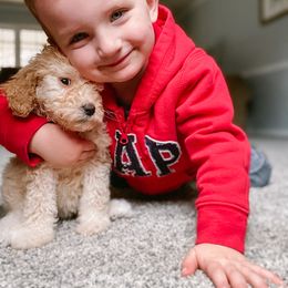 Goldendoodle Puppies from Thompson's Doodle Co.