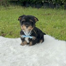 Roger - Black and gold male Yorkshire Terrier puppy in North Naples, Florida from Moon Ranch Puppies