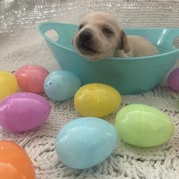 Luke - Cream male Dachshund puppy in Colonial Heights, Virginia from Mimi’s Doxies