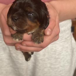 Pink collar - Black and tan female Cavalier King Charles Spaniel puppy in Mcgregor, Minnesota from Country Cavaliers
