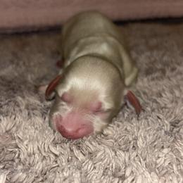 Dachshund Puppies from Whitesboro Dachshund