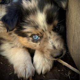 Ace - Blue merle male Border Collie puppy in North Lakeport, California from Wild Rose Ranch