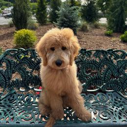 Max 3,250 - Apricot female Goldendoodle puppy in Georgetown, Tennessee from Georgetown Designer & Purebred Puppies