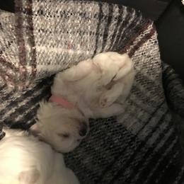 Maltese Puppies from Emotional Amor Support