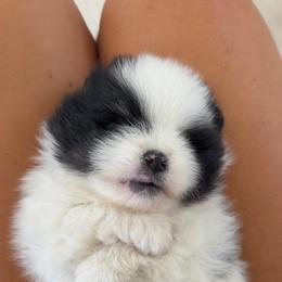 Boy 2 - Cream parti male Pomeranian puppy in Meridian, Idaho from Precious poms