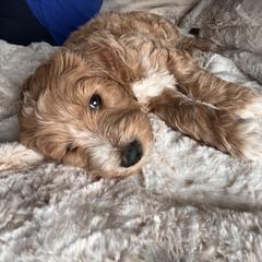 Goldendoodle Puppies from J’s Goldendoodles