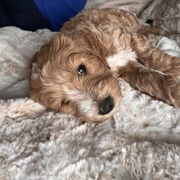 Goldendoodle Puppies from J’s Goldendoodles