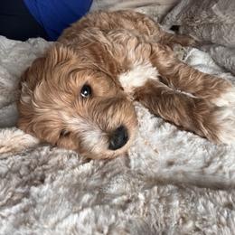 Goldendoodle Puppies from J’s Goldendoodles