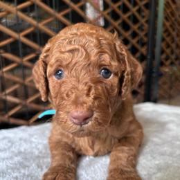Jasmina (Light Blue Girl) - Brown female Poodle puppy in Winterville, Georgia from Villa Rosa Poodles