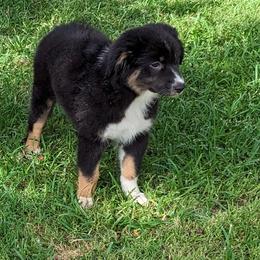 "Lyra 9 Weeks " Australian Shepherd Puppies from Firelight Australian Shepherds