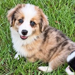 Tara - Red female Companion Cross puppy in Mc Alpin, Florida from RussKris Farms Aussies, Corgis & Auggies