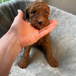 Lucy - Red  female Goldendoodle puppy in Clarksville, Tennessee from Golden Pine Designer Doodles