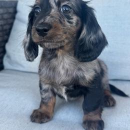 Boy 1 - Dapple male Dachshund puppy in Allenhurst, Georgia from B’s Dapper Dachshunds