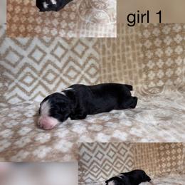 Girl 1 - Black & white female Australian Shepherd puppy in Patriot, Ohio from Caseypups