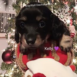 Kelly-AKC Full - Black and cream female Dachshund puppy in Bates City, Missouri from Gray Wall Dachshunds