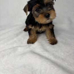 Yorkshire Terrier Puppies from Velvet Crown Yorkies