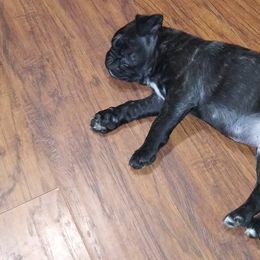 Companion Crosses and Pugs from Easter Pugs & Bugs