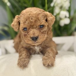 Lovey - Red  female Poodle puppy in Apple Valley, California from Fletcher Fuzzy Friends