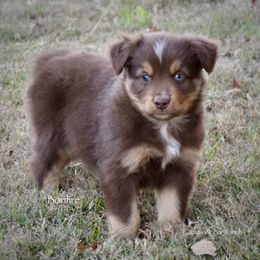 Bonfire - Red tri male Miniature Australian Shepherd puppy in Evant, Texas from Lazy VT Bar Ranch