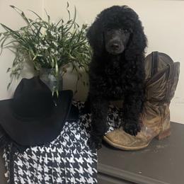 Pawly - Black male Poodle puppy in Douglas, Georgia from Big Mama’s Beauties