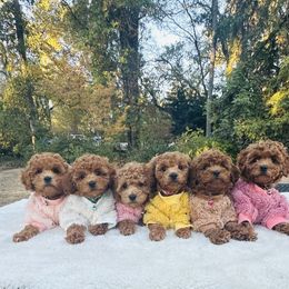 Poodle Puppies from Red.Tail.Toypoodle