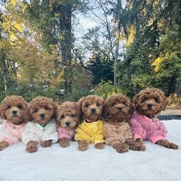 Poodle Puppies from Red.Tail.Toypoodle