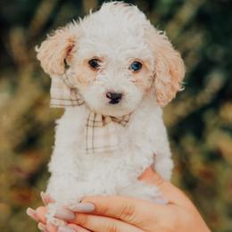 Wink - Cream male Cavapoo puppy in Mckinney, Texas from Doodles of North Tx