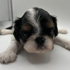 Enchanting Charlies Misunderstood Greed - Black white and tan female English Toy Spaniel puppy in Pennsylvania from Enchanting Charlies