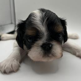 Enchanting Charlies Misunderstood Greed - Black white and tan female English Toy Spaniel puppy in Pennsylvania from Enchanting Charlies