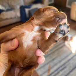 Gordie - Ruby male Cavalier King Charles Spaniel puppy in Lambertville, Michigan from Dream Dog LLC