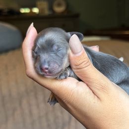 Blue and Cream - Blue and cream female Dachshund puppy in North Branch, Michigan from Monarch Miniature Dachshunds