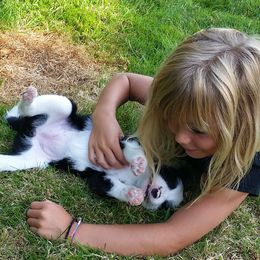Border Collie Puppies from Midnight Border Collies