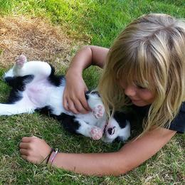 Border Collie Puppies from Midnight Border Collies