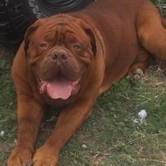 Dogues de Bordeaux from Bigdawgzmastiff