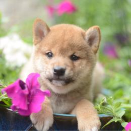 Chihiro - Red Boy - Red male Shiba Inu puppy in Neosho, Missouri from Sunny Terrace Shibas